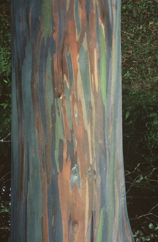 colorful_tree_trunk
