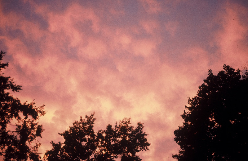 trees_sunset